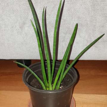 Sansewieria cylindryczna nr 2