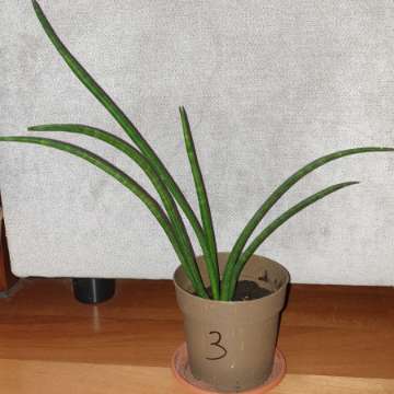 Sansewieria cylindryczna nr 3