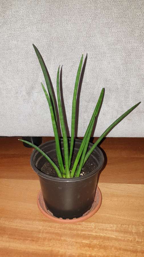 Sansewieria cylindryczna nr 2 2
