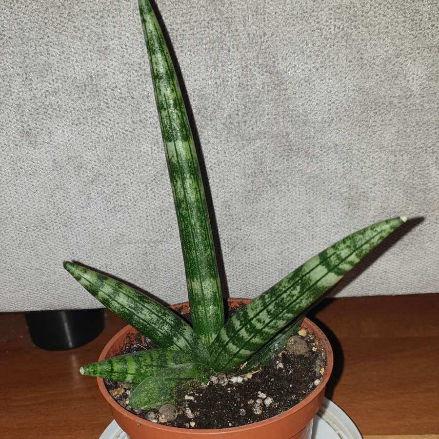 Sansewieria cylindryczna gruba Boncel 