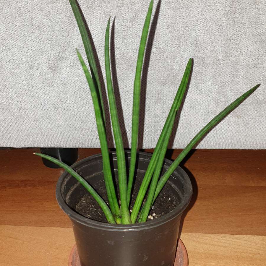 Sansewieria cylindryczna nr 2