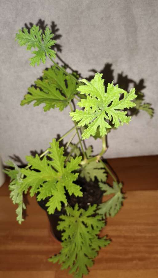 Geranium, anginka nr 1 3