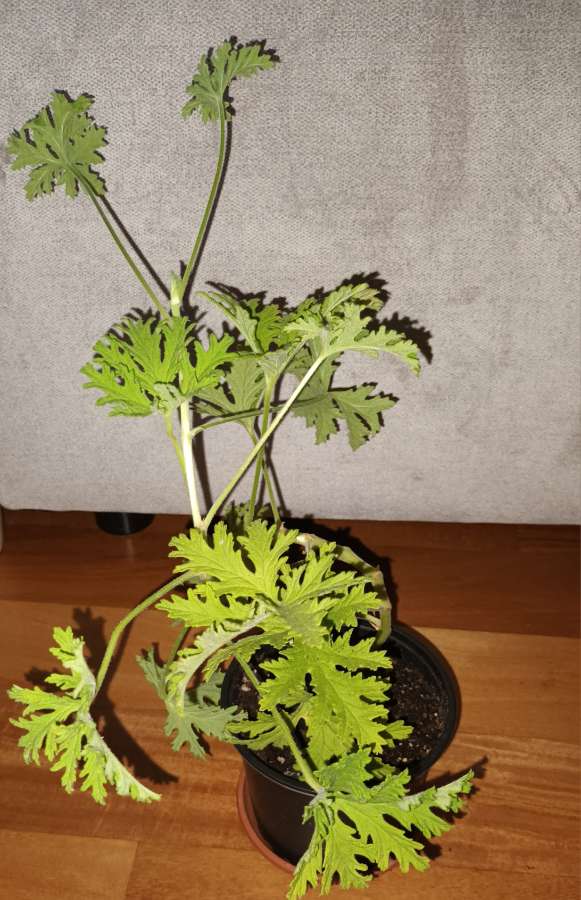 Geranium, anginka nr 1 4