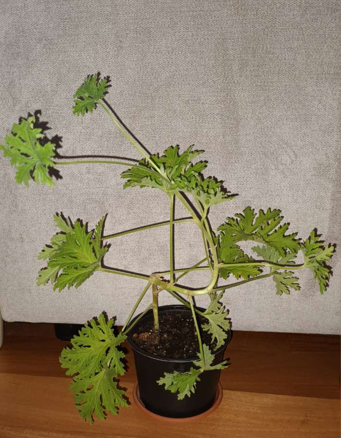 Geranium, anginka nr 1 2