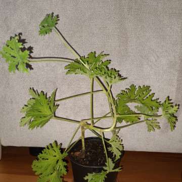 Geranium, anginka nr 1