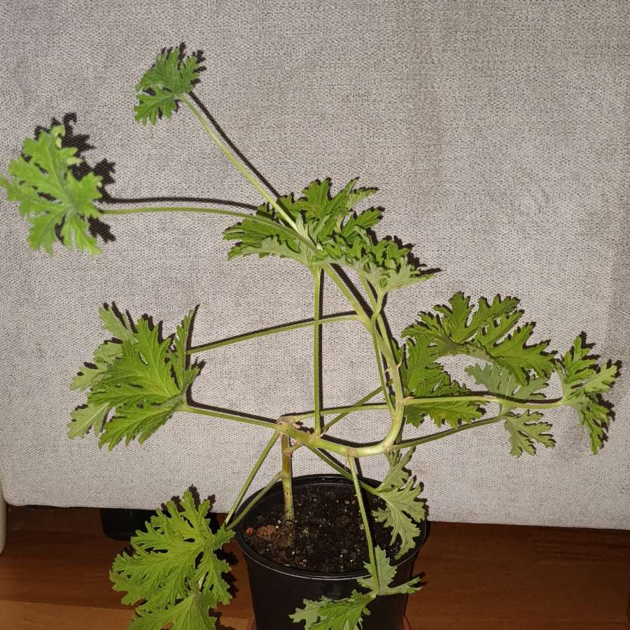 Geranium, anginka nr 1