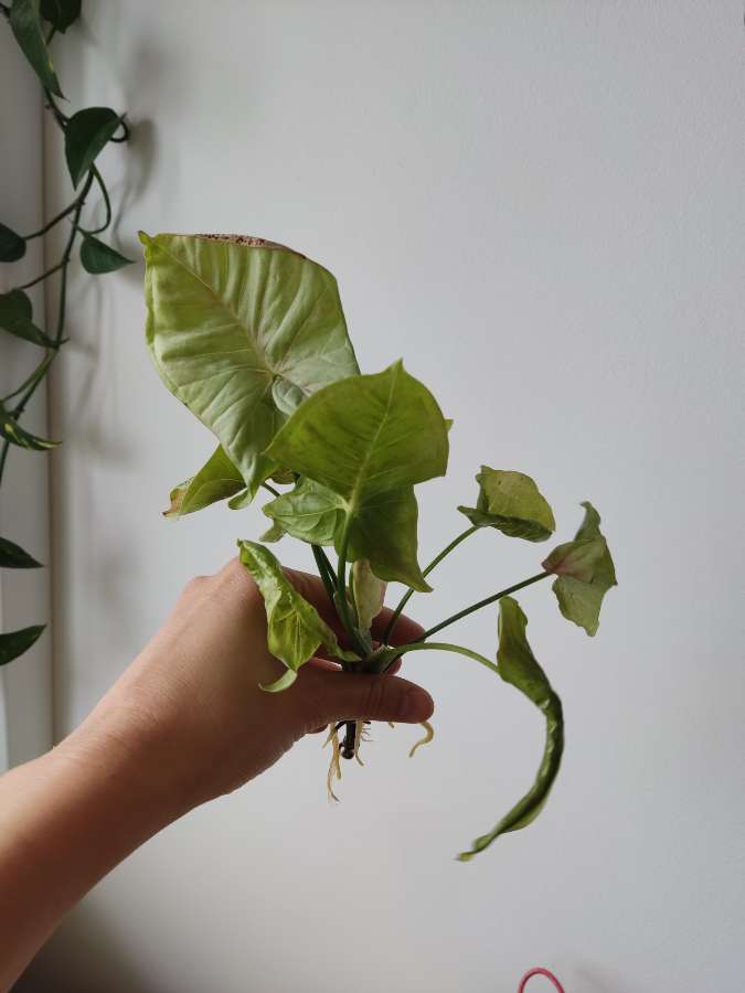 Syngonium confetti 2