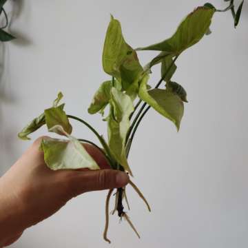 Syngonium confetti