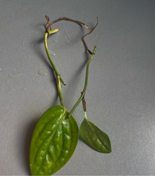 Monstera karstenianum sp. Peru szczyt