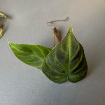 Philodendron verrucosum szczyt