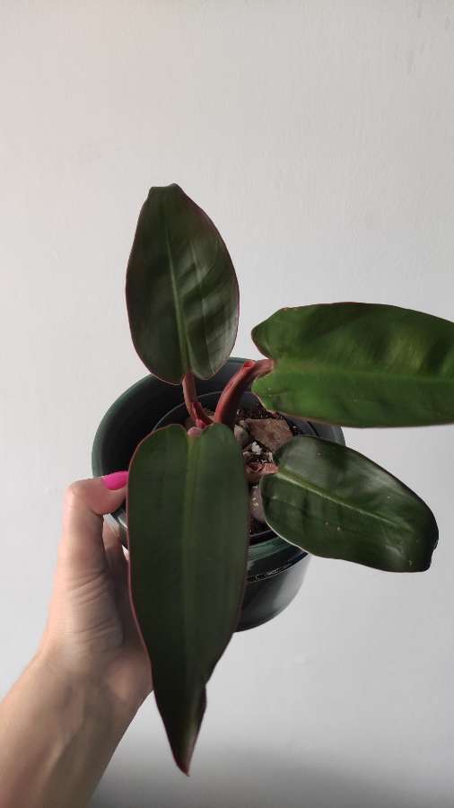 Filodendron jakiś 3
