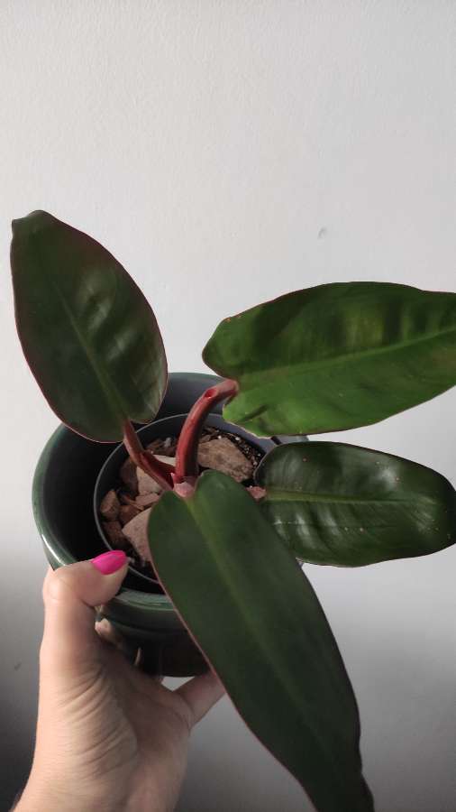 Filodendron jakiś 2