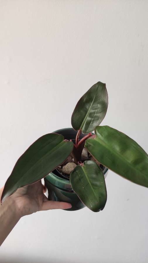 Filodendron jakiś 4