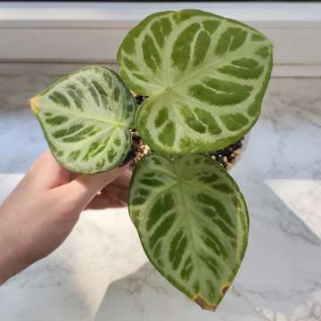 Anthurium Silver Blush
