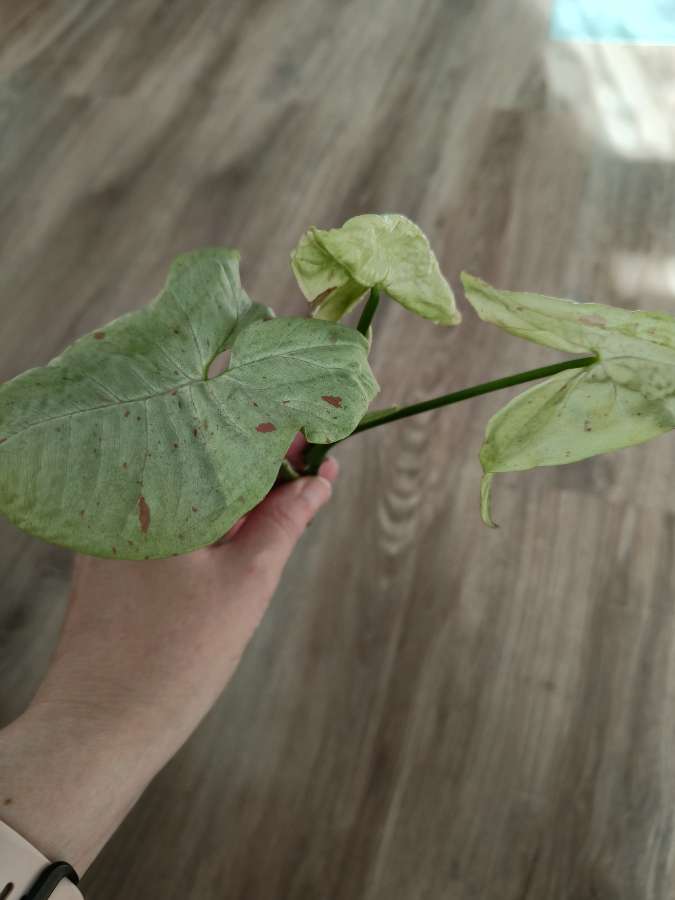 Syngonium Milk Confetti 2