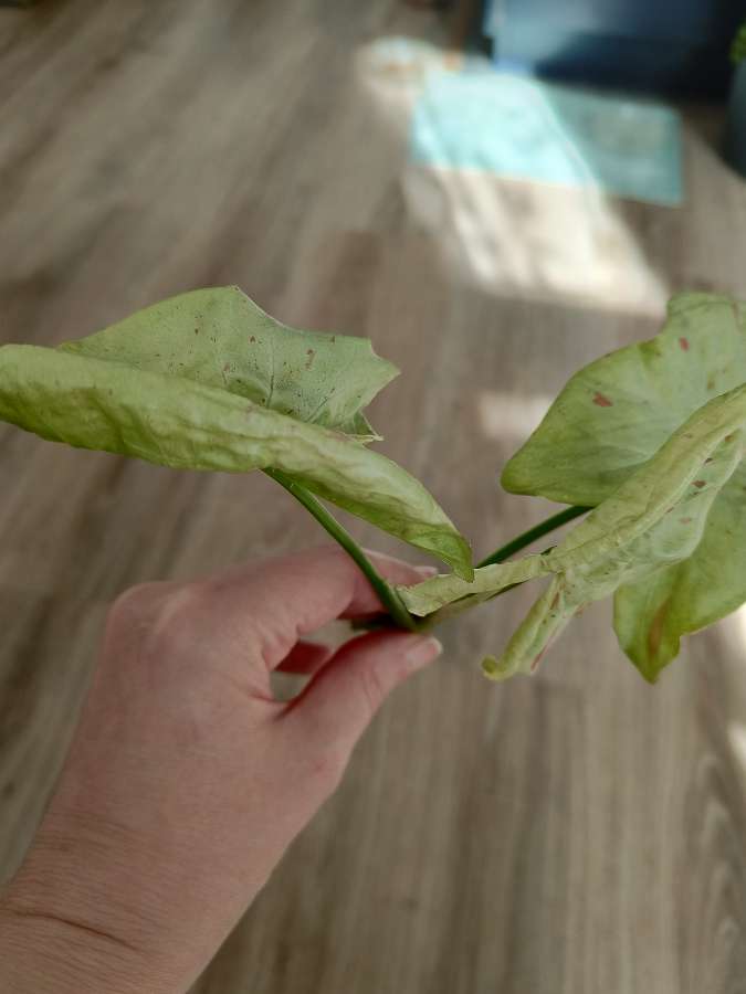 Syngonium Milk Confetti 3