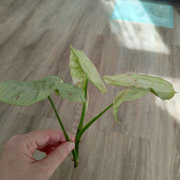 Syngonium Milk Confetti
