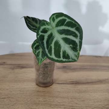Anthurium silver blush