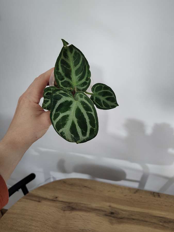 Anthurium silver blush 2