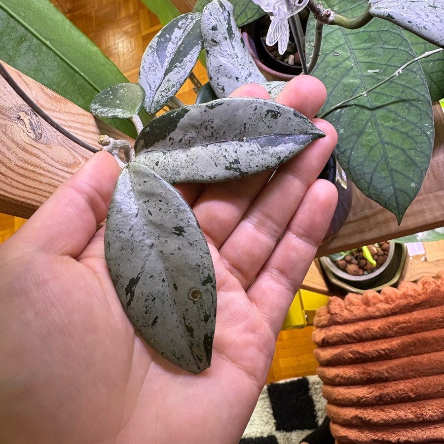 Hoja Carnosa Wilbur Graves