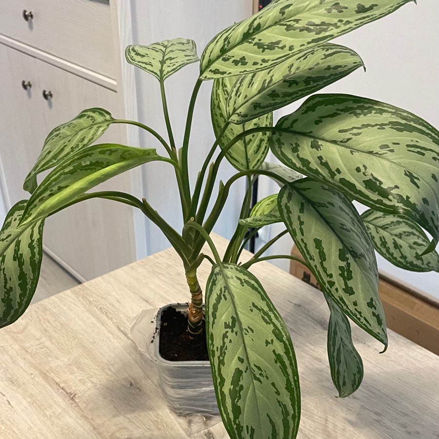 Aglaonema Maria Christina