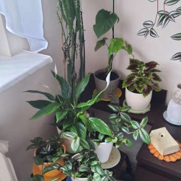 Wiele kwiatow doniczkowych