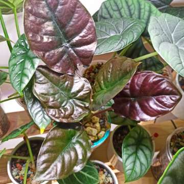 Alocasia Infernalis Black Magic bulwki