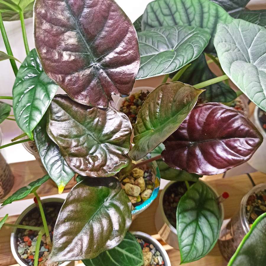Alocasia Infernalis Black Magic bulwki