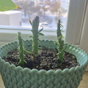 Austrocylindropuntia