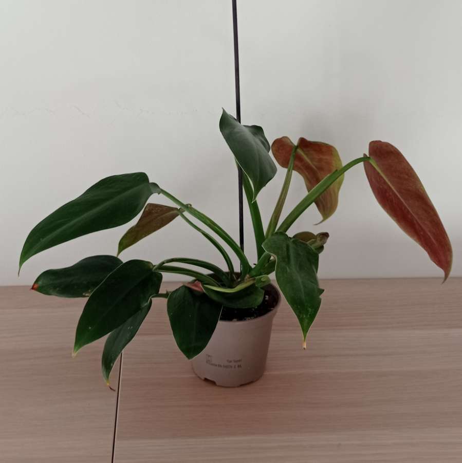 Filodendron tuxtlanum 2