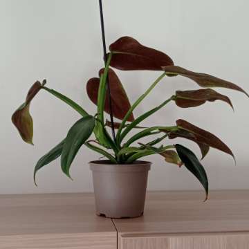 Filodendron tuxtlanum