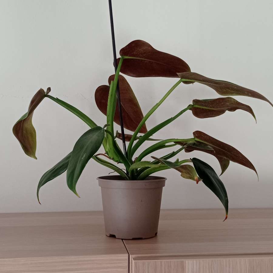Filodendron tuxtlanum