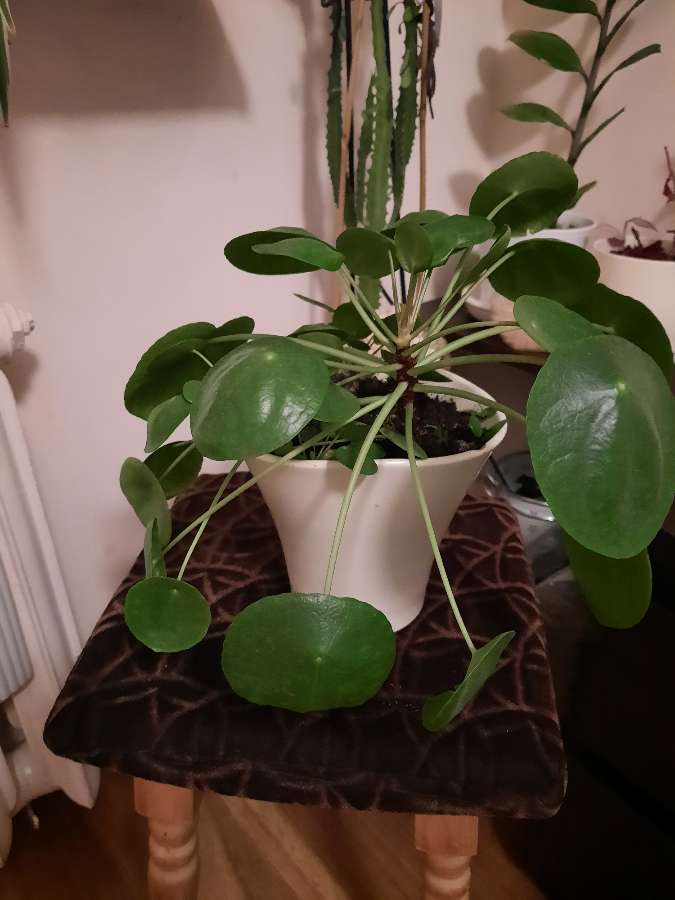 Pilea 2