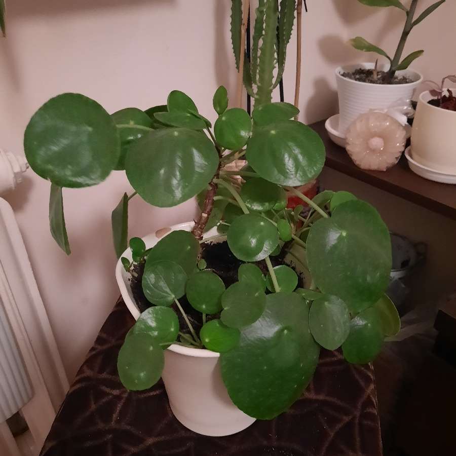 Pilea