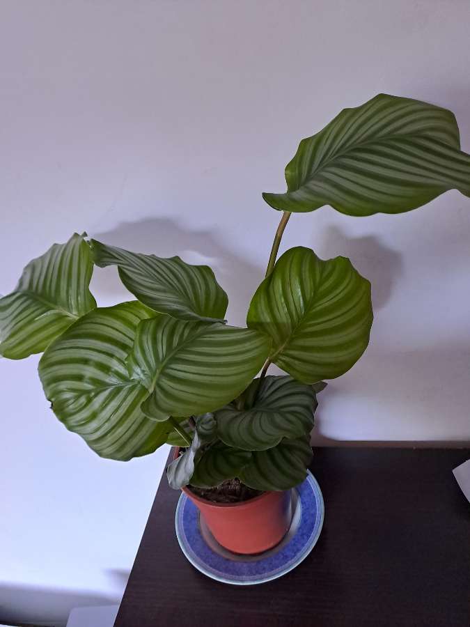 Calathea Orbifolia 2