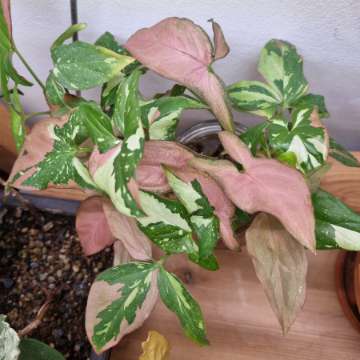 Syngonium Emerald Gem/Red Spot Tricolor
