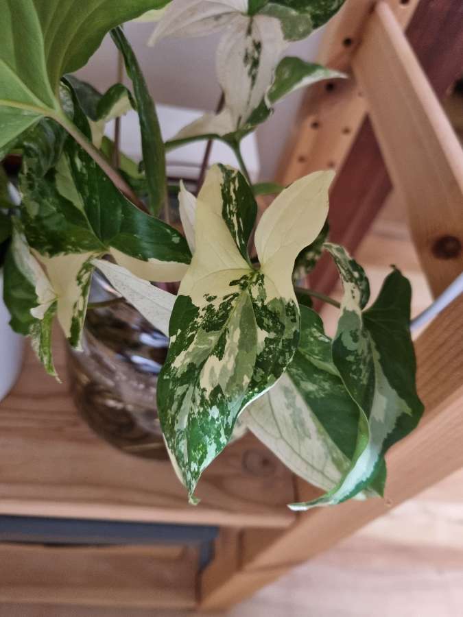 Syngonium Emerald Gem/Red Spot Tricolor 2