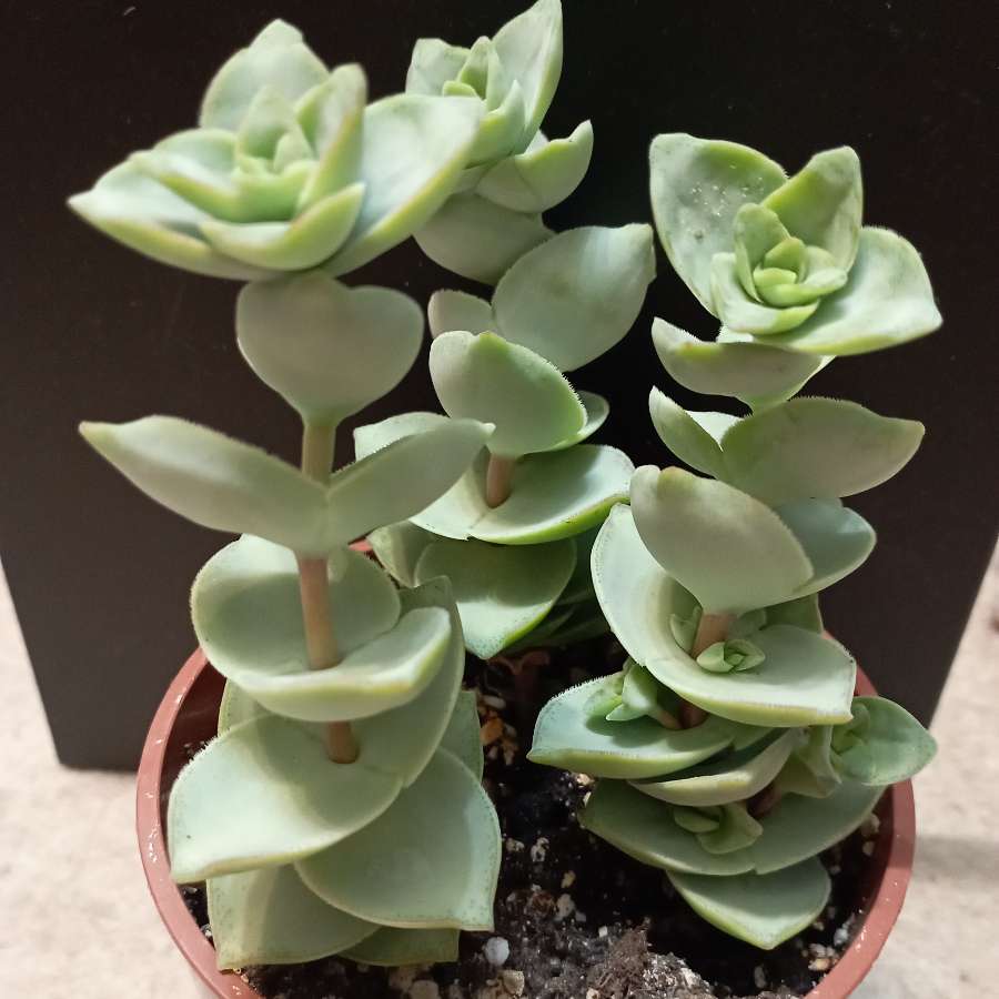 Crassula perforata