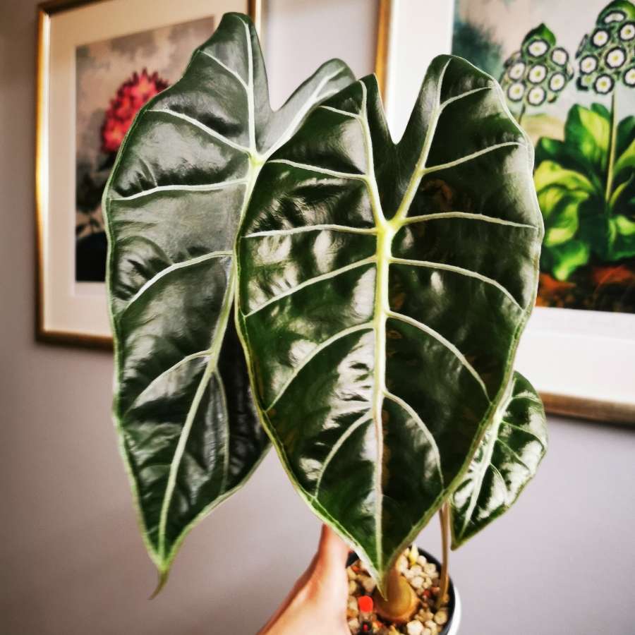 Alocasia Watsoniana Shine Form -bulwy