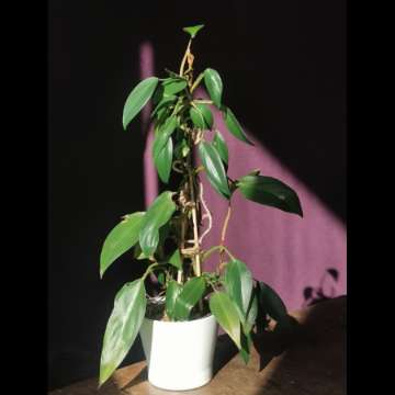 Philodendron sp