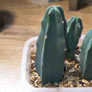 Kaktus niebieski
