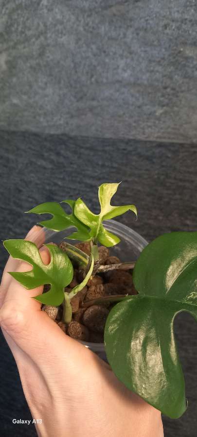 Monstera Minima Variegata 2