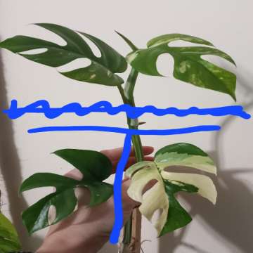 Monstera Minima Variegata