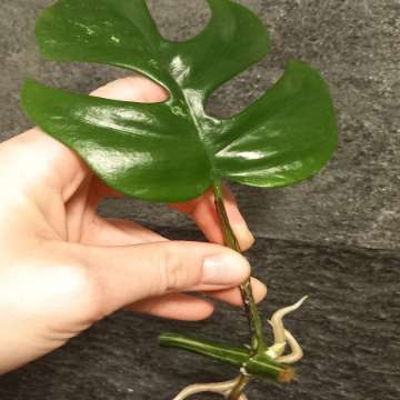 Monstera Minima Variegata