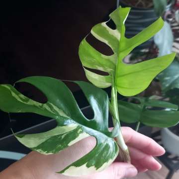 Monstera Minima Variegata