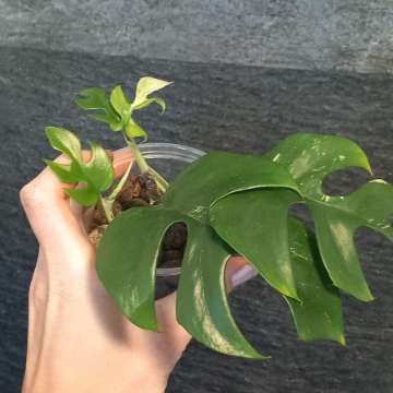 Monstera Minima Variegata