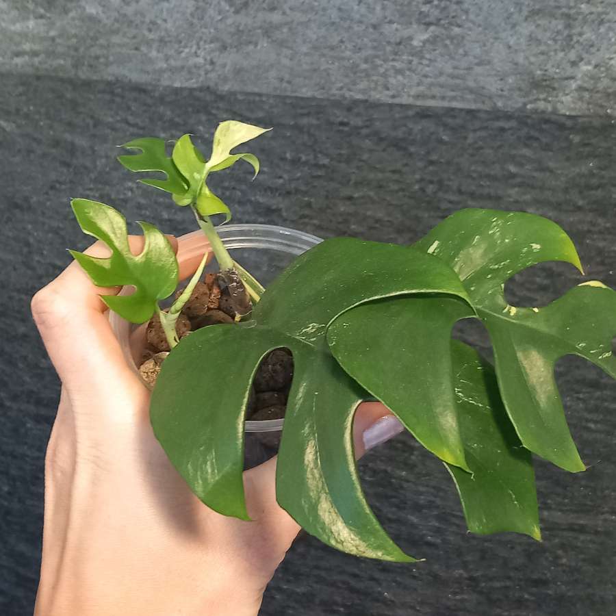 Monstera Minima Variegata