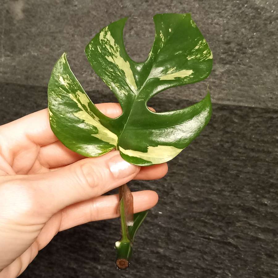 Monstera Minima Variegata