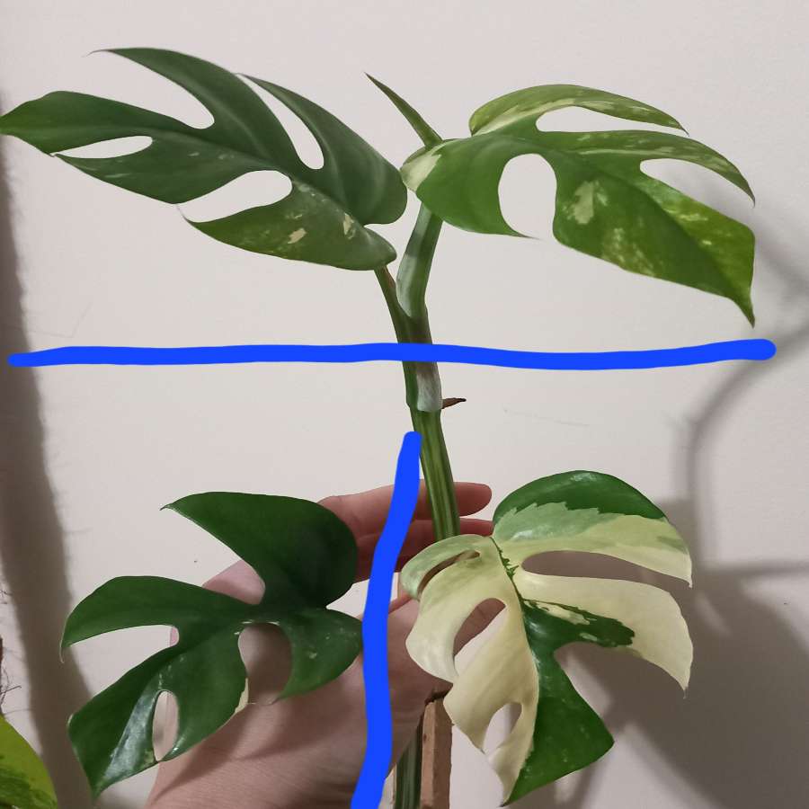 Monstera Minima Variegata