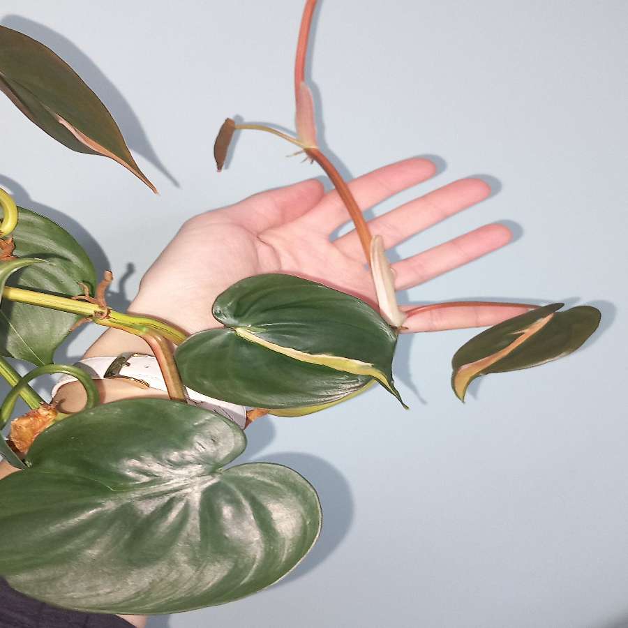 Philodendron cream splash